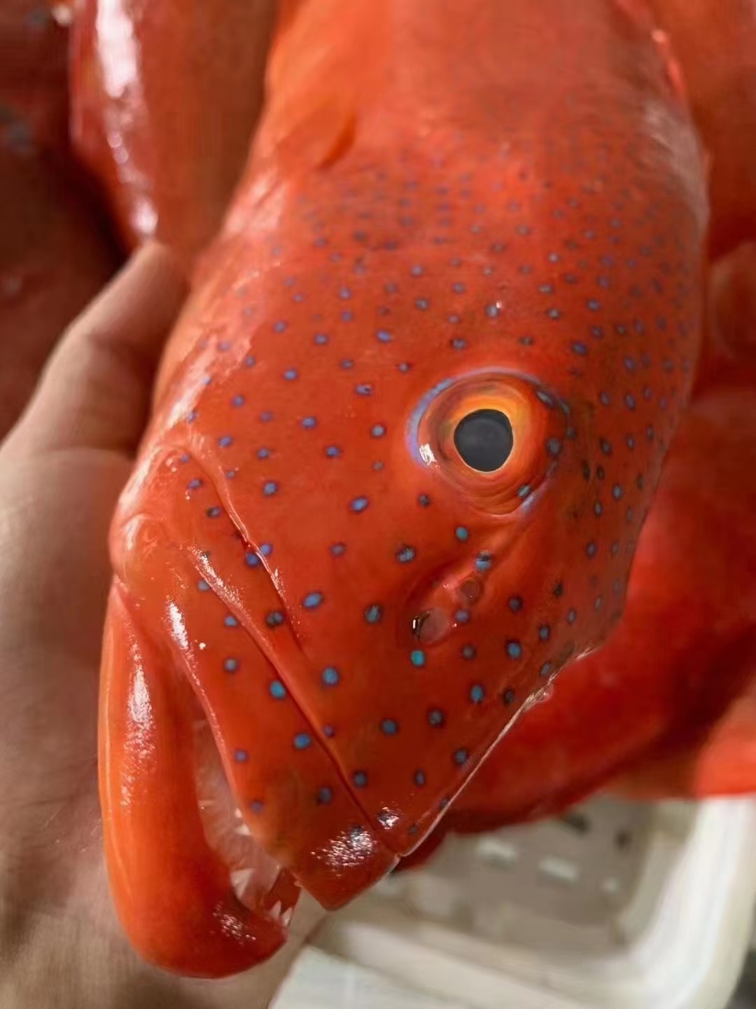 东山县深海东星斑，活体放血的，高大上鱼类，4斤包邮
