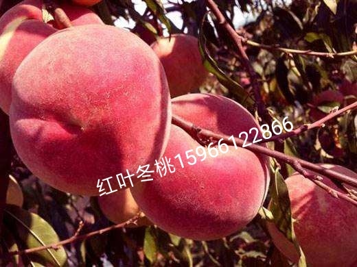 昌乐县碧桃苗 红叶碧桃