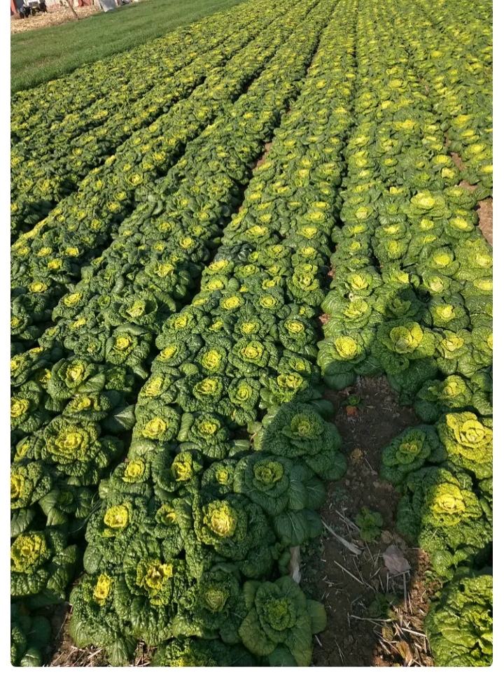 怀远县露天种植的黄心乌菜60多亩，菜农自产自销。