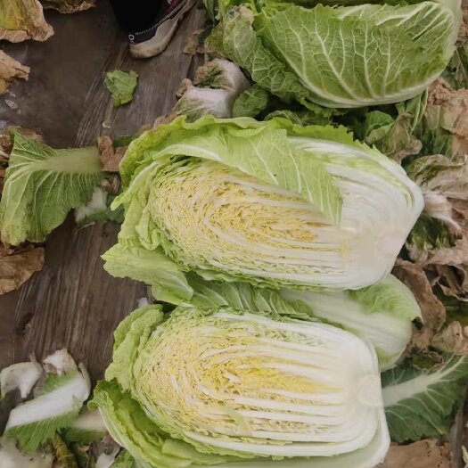 济南 黄心大白菜质量保证欢迎广大客户前来