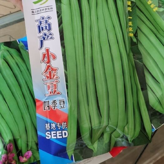  云南高产小金豆种子  紫花四季豆  金豆王