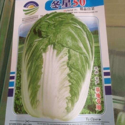 通海县白菜种子 冬阳50 东洋50 东星50 大白菜 越冬白菜 蔬菜种子