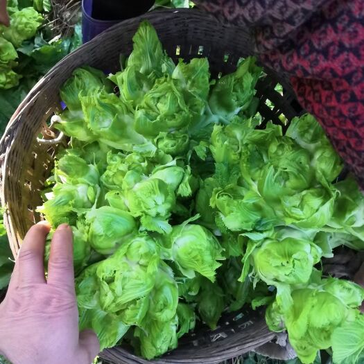 乐至县天然有机儿菜，