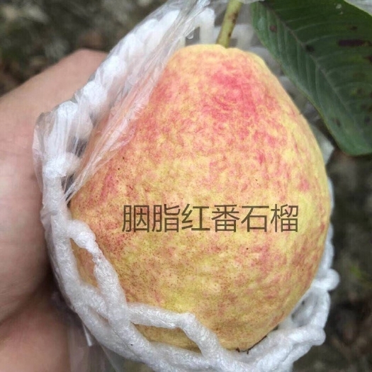 广州 胭脂红番石榴
