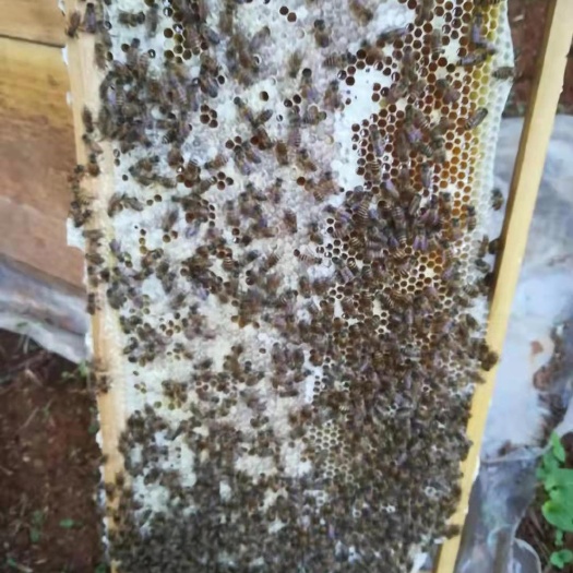  山里的土蜂蜜一瓶2斤装欢迎到锋场考察