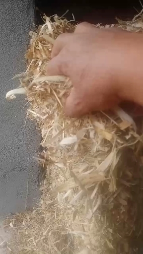 昌乐县 大量现货出售柔丝玉米秸秆