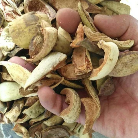  王不留行 中药材王不留行壳 王不留行 王不留行果王不流行