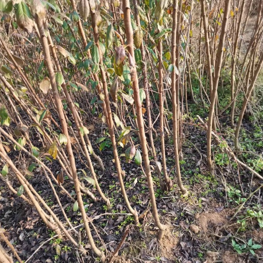 简阳市黄金奈李苗