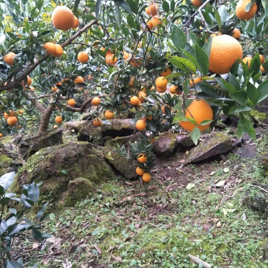 资阳 脐橙