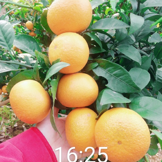 南宁沃柑