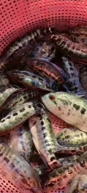 重庆市鳊鱼 长期供应各种规格成品鱼和鱼苗