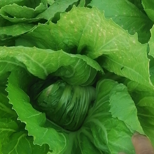 江永县 一级芥菜，量大