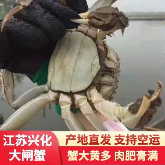 兴化市兴化大闸蟹上市早，质量优良！欢迎新老客户选购