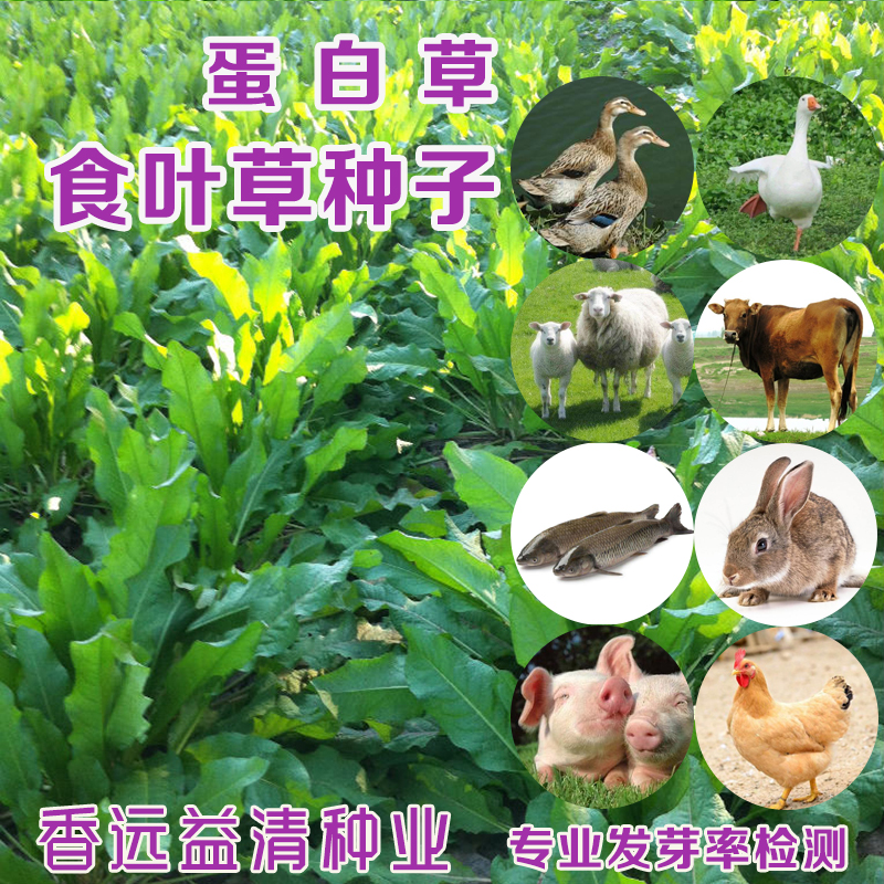 沭阳县食叶草种子包邮优质蛋白草牧草种籽四季猪牛羊鸡鸭鹅喜食