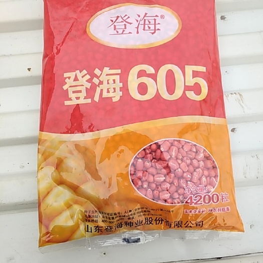 故城县登海605玉米种子 国审的红轴大棒。