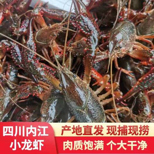 成都四川本地小龙虾开始出货了！