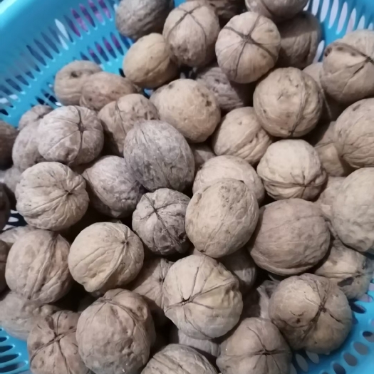 榆林 野核桃