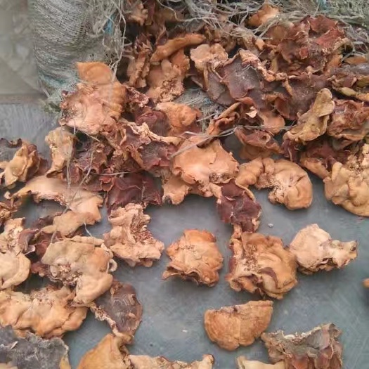 鱼台县桦树茸 整块 袋装 