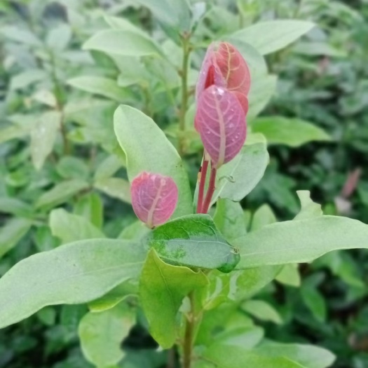 老鹰茶苗 老鹰茶树苗