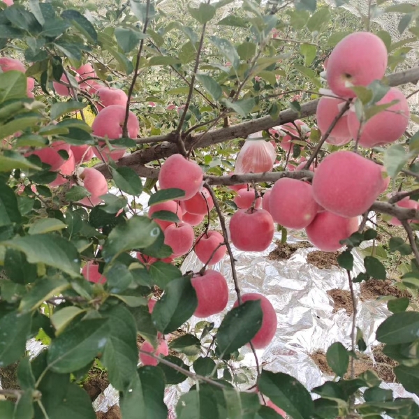 红富士苹果苗  烟富8红富士苹果树苗烟富系列，基地直销。