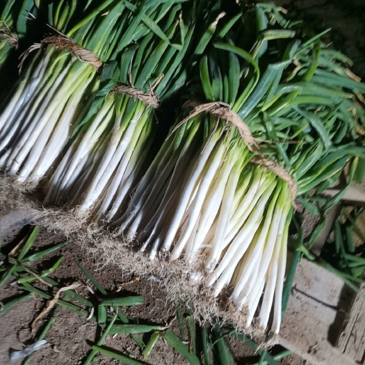 唐河县长白大葱分葱产地直供