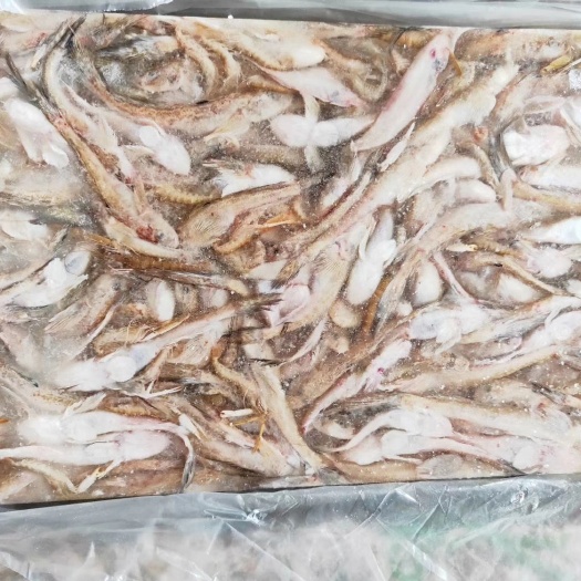 营口 沙光鱼