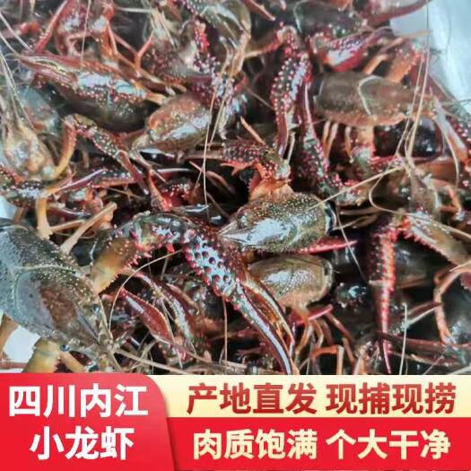 荣县四川小龙虾质优价廉！