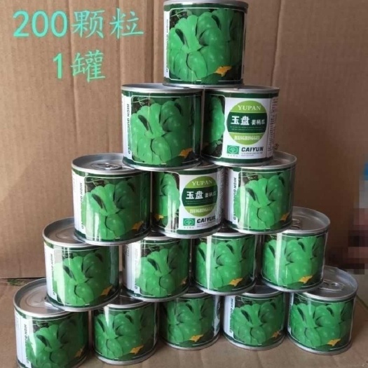 通海县玉盘姜柄瓜种子云南玉溪姜柄瓜 小绿瓜