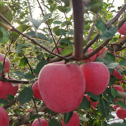 泰安红富士苹果苗  烟富8红富士苹果树苗烟富系列，基地直销。