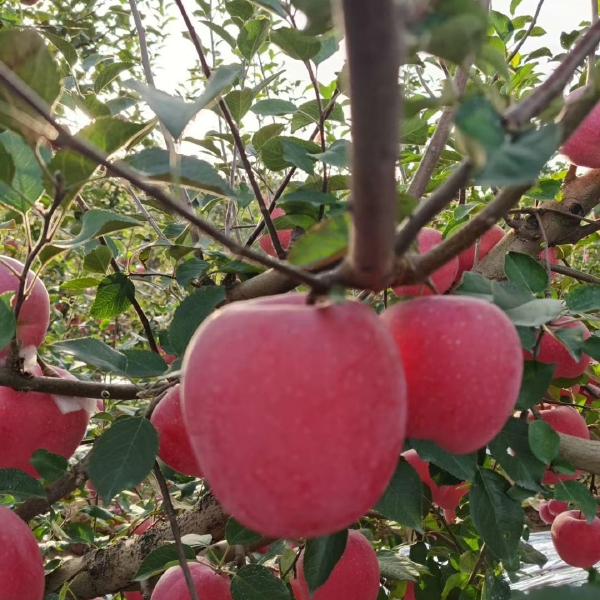 红富士苹果苗  烟富8红富士苹果树苗烟富系列，基地直销。