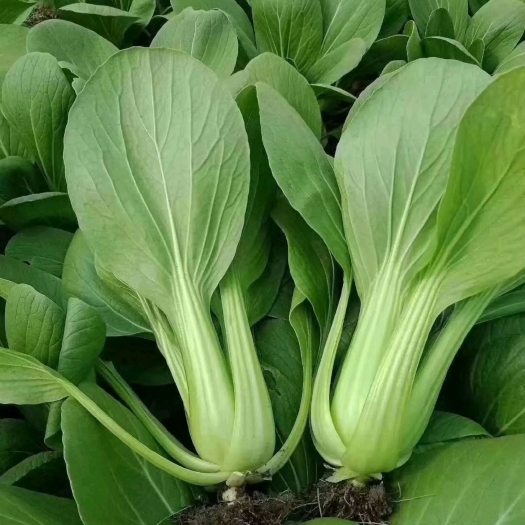 曹县上海青小油菜，小中大颗