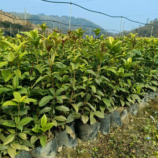 郴州四季桂16号杯苗