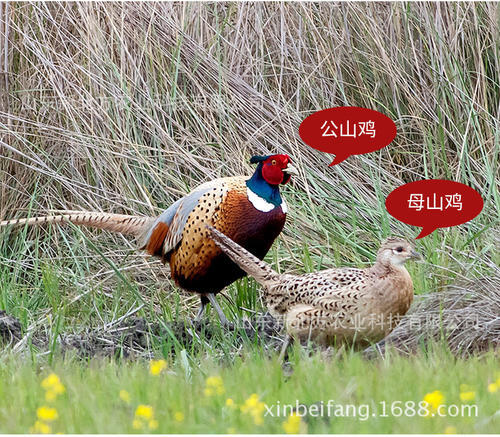 商水县纯粮散养七彩公山鸡，快递包邮包活到家，两只起发，量大优惠