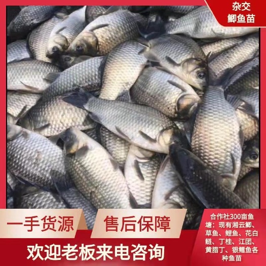 我养殖场，长年出售各种鱼苗和成品，湘银鲫，草鱼，