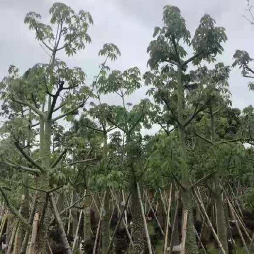 石家庄 木棉
