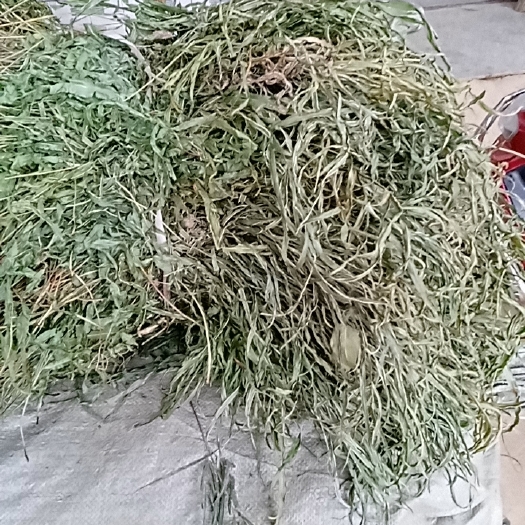 凤尾草 大别山特产批发零售