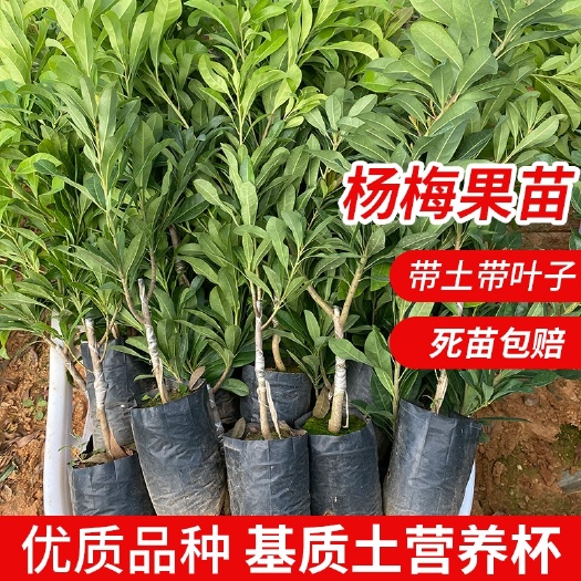 灵山县嫁接东魁杨梅树苗，