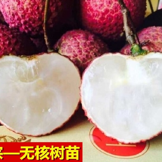 灵山县无核荔枝苗  无核荔枝