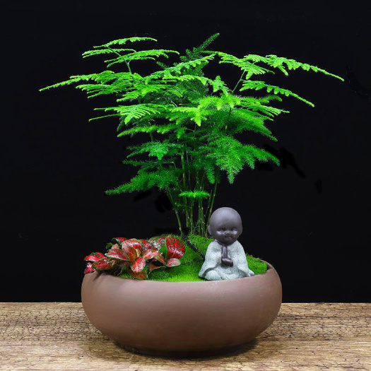文竹盆栽植物室内净化空气办公室绿植花卉盆栽盆景四季常青小盆栽