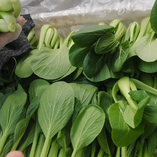 太和县 叶菜上海青