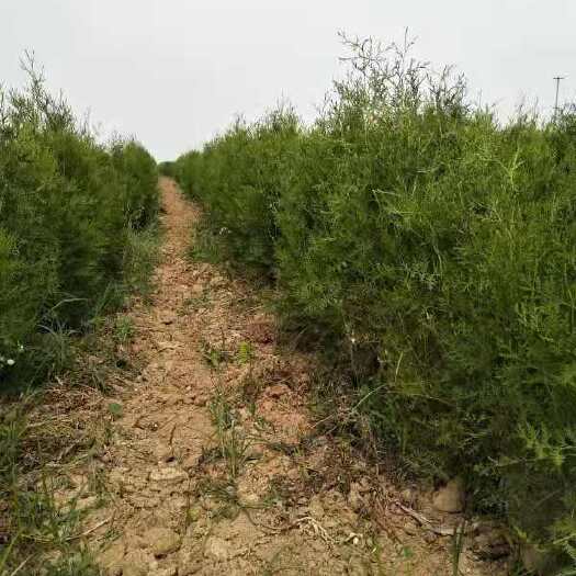 石家庄圆枝侧柏 侧柏