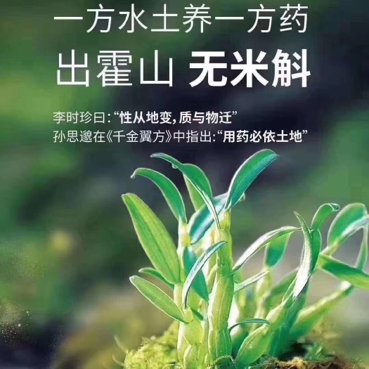 霍山县石斛米斛 霍山米斛枫斗林下种植