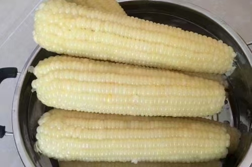 鲜玉米 纯东北特大棒子粘玉米，都是今年新玉米，