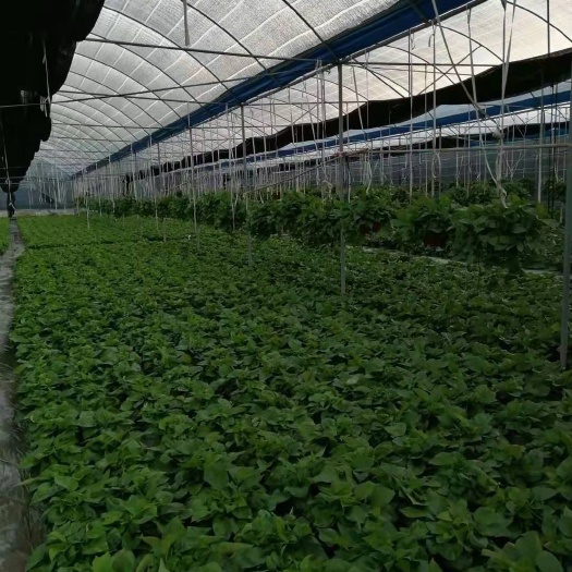 佛山绿萝180产地直销，正规种植销售企业，证照齐全，诚信可靠！