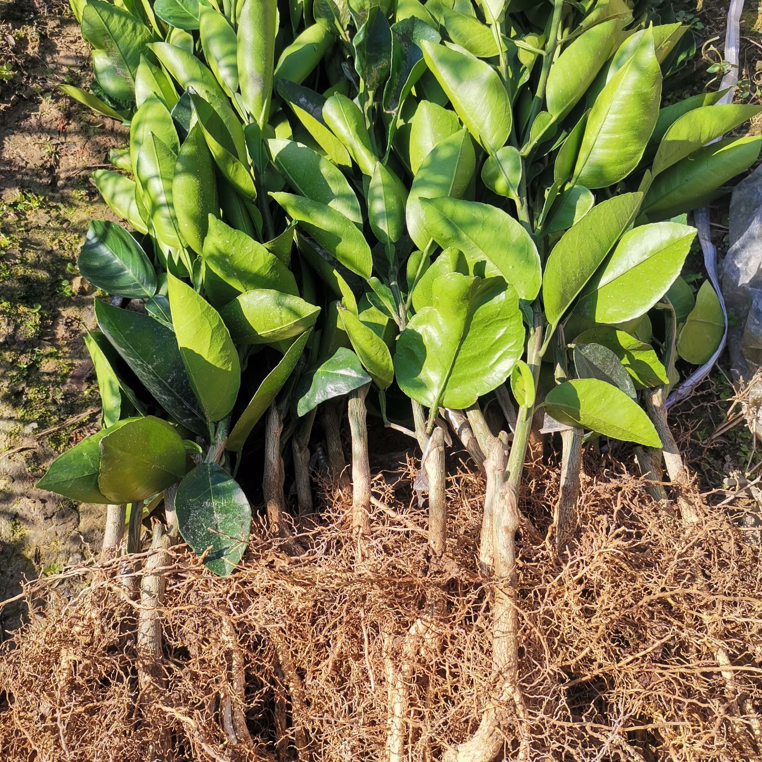 冰糖柚苗  果味甜如冰糖又叫金兰柚，自家果园育苗现挖包邮