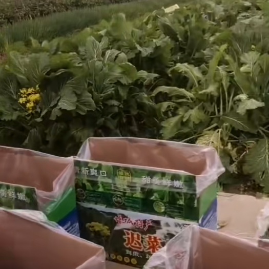 广州菜心