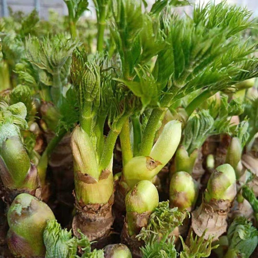 临江市刺老芽 刺龙芽山野菜，绿色食品