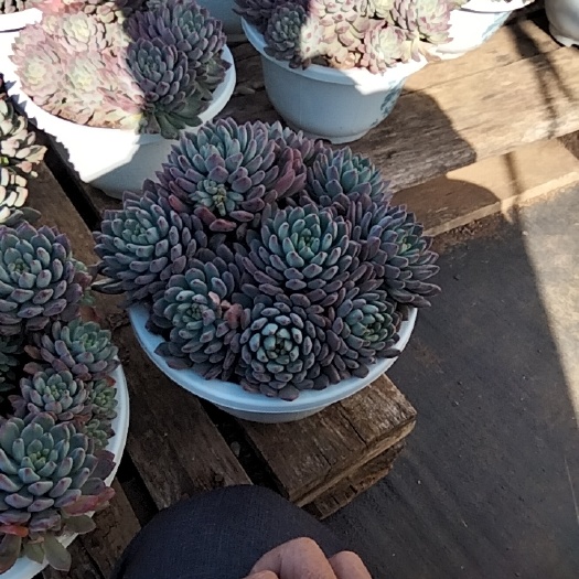 昆明多肉植物（兰苹果）