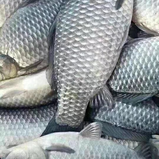 博罗县鲫鱼苗