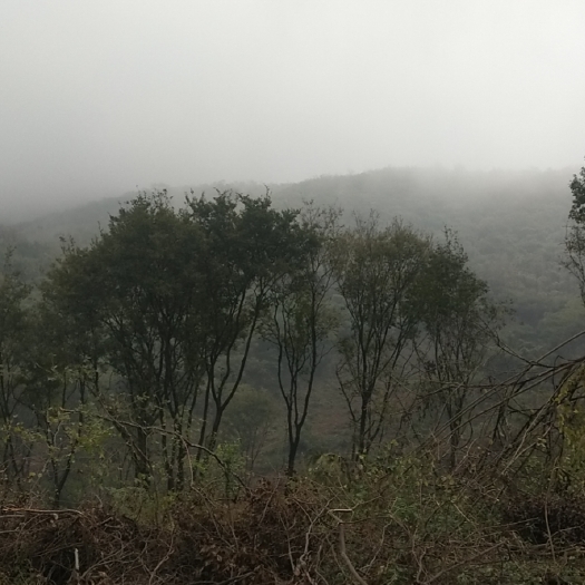 全椒县灌木林地 山地